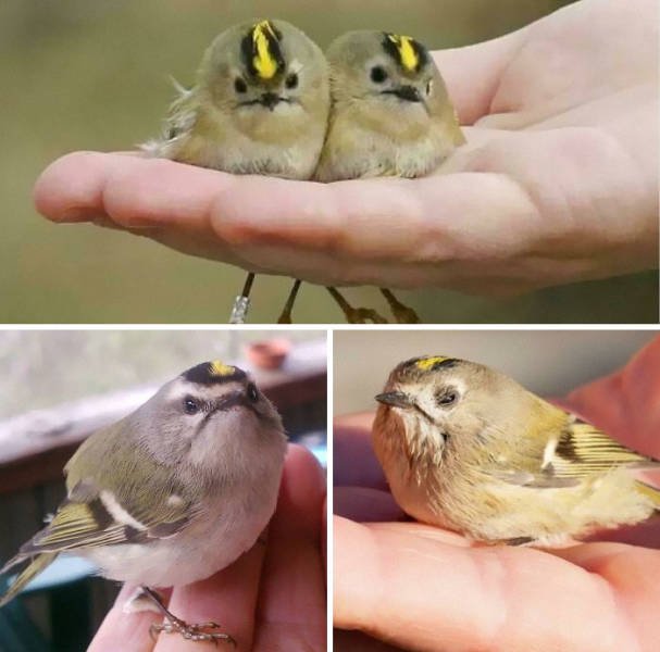 Animal Facts (40 pics)