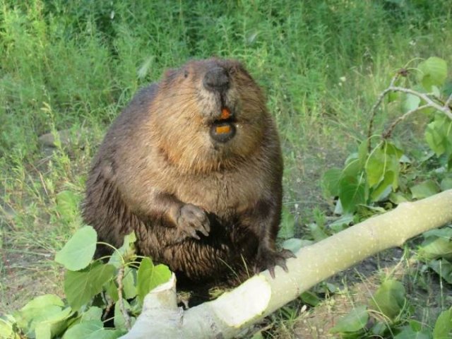 Animal Facts (40 pics)