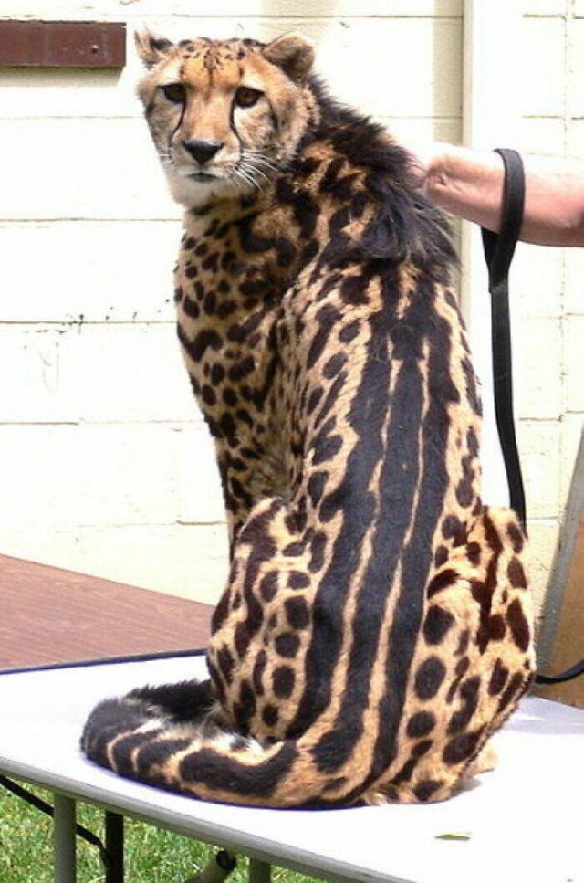 Animal Facts (40 pics)