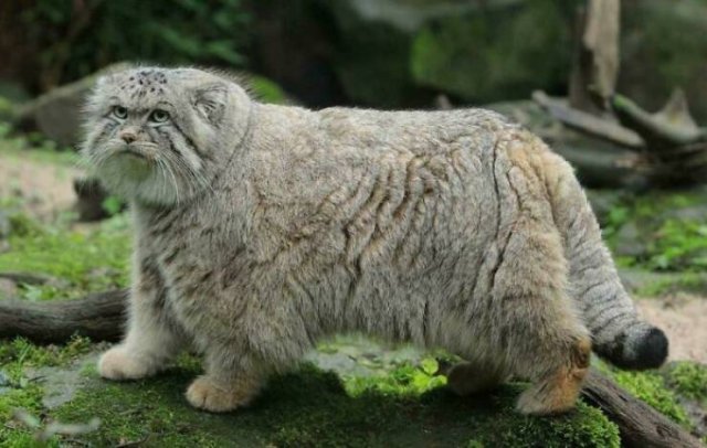 Animal Facts (40 pics)