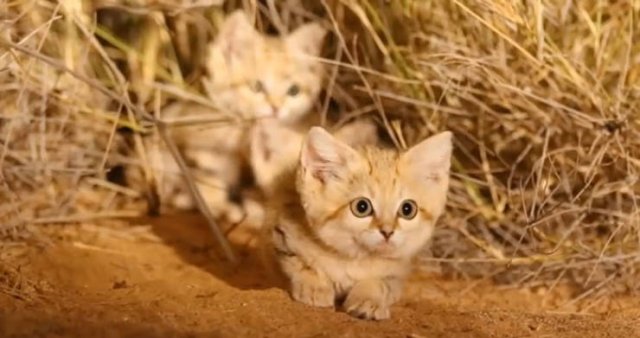 Animal Facts (40 pics)