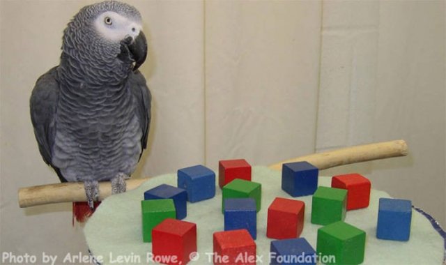 Animal Facts (40 pics)