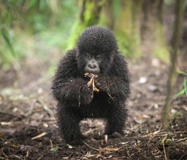 Animal Facts (40 pics)