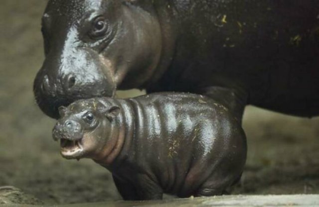 Animal Facts (40 pics)