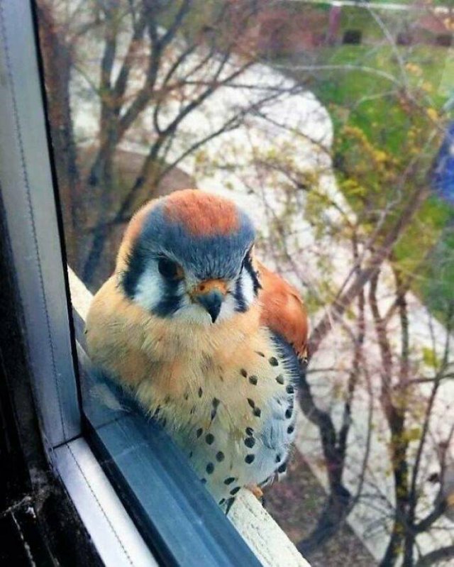Animal Facts (40 pics)