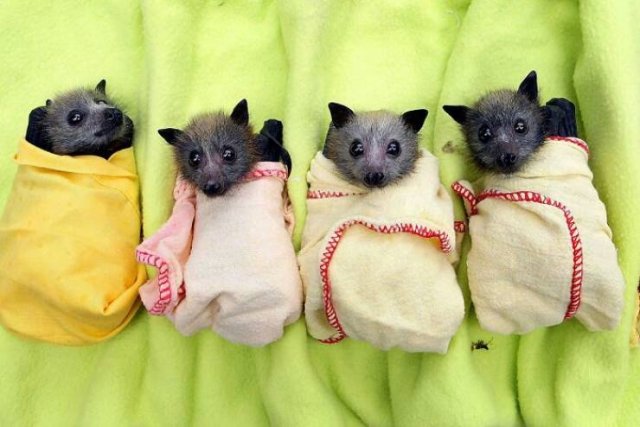 Animal Facts (40 pics)