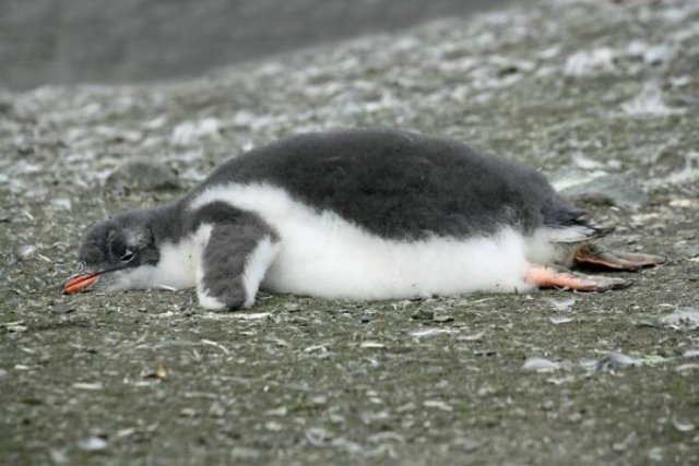 Animal Facts (40 pics)