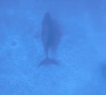 Wow GIFs (32 gifs)