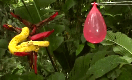 Wow GIFs (32 gifs)