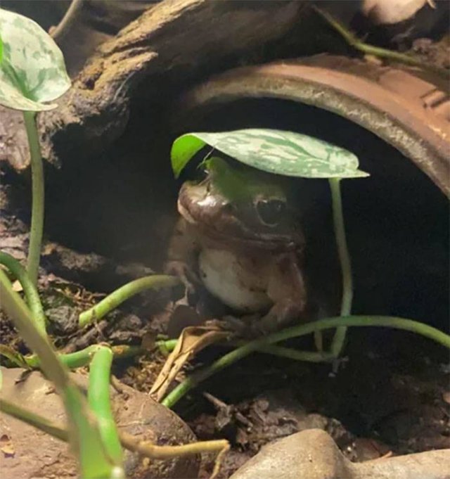 Cute Frogs (48 pics)