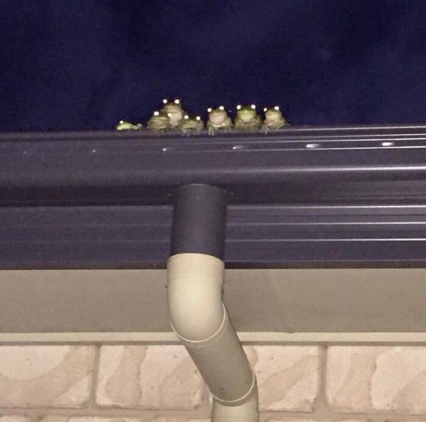 Cute Frogs (48 pics)