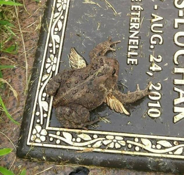 Cute Frogs (48 pics)