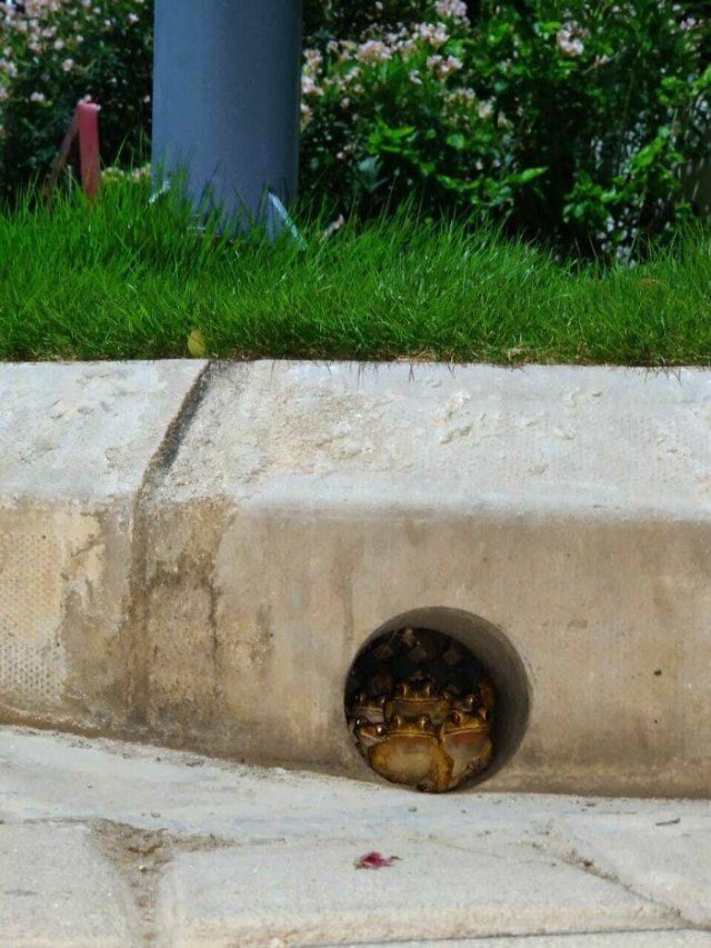 Cute Frogs (48 pics)