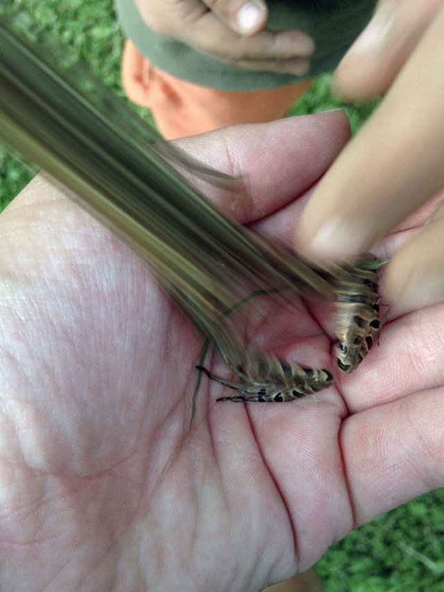 Cute Frogs (48 pics)
