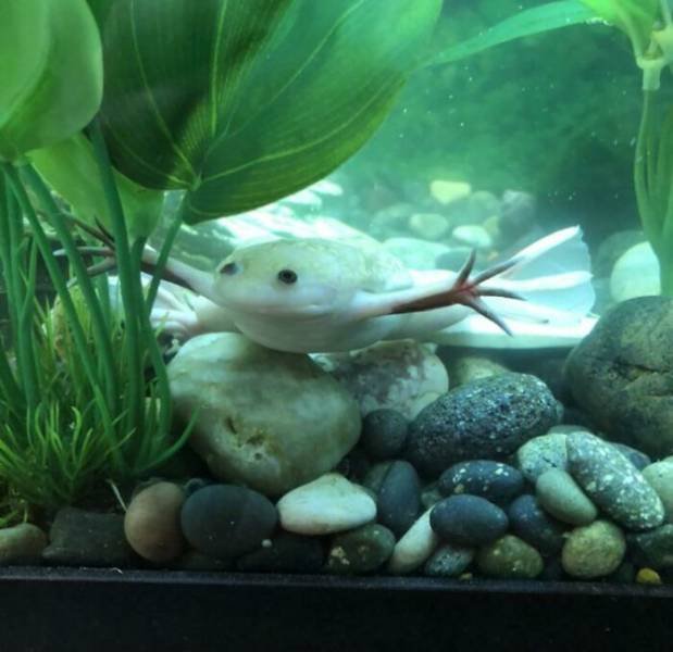 Cute Frogs (48 pics)