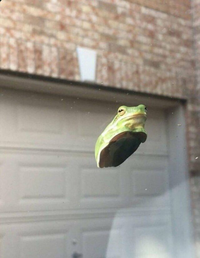 Cute Frogs (48 pics)