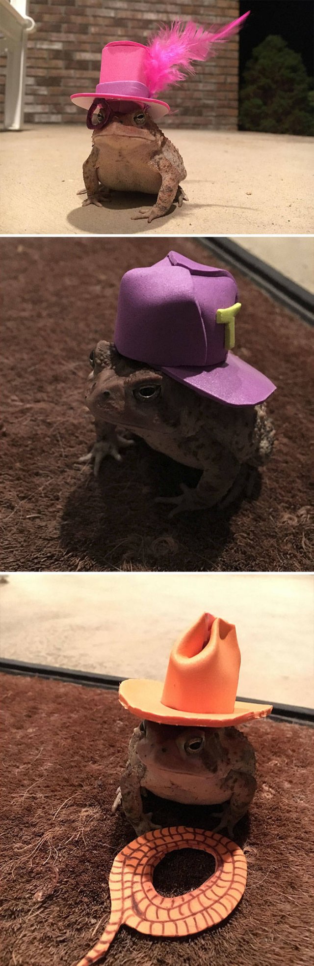 Cute Frogs (48 pics)