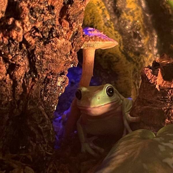 Cute Frogs (48 pics)