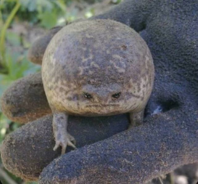 Cute Frogs (48 pics)