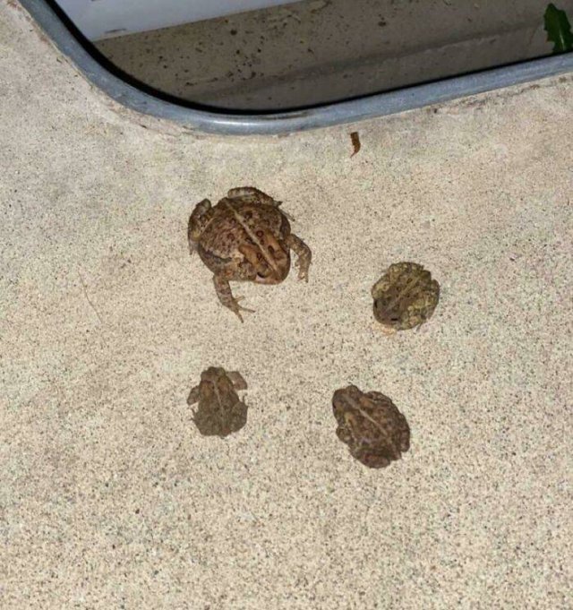 Cute Frogs (48 pics)