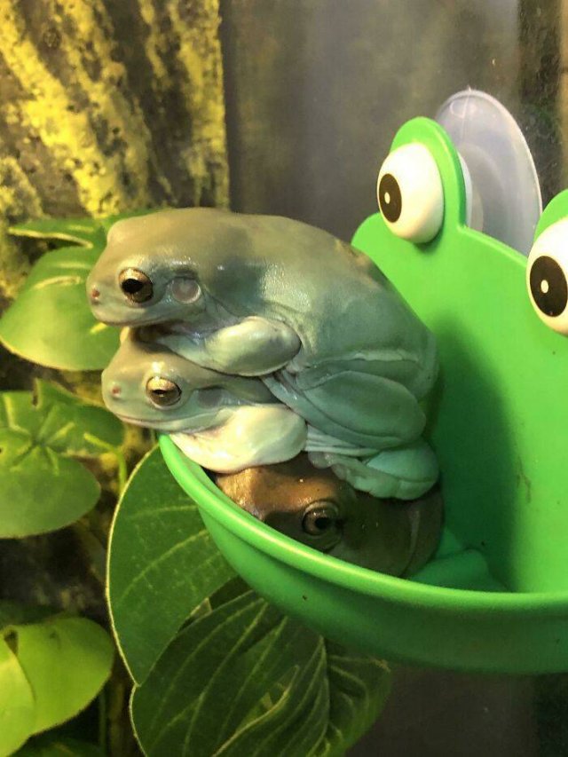 Cute Frogs (48 pics)