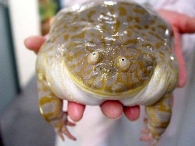 Cute Frogs (48 pics)
