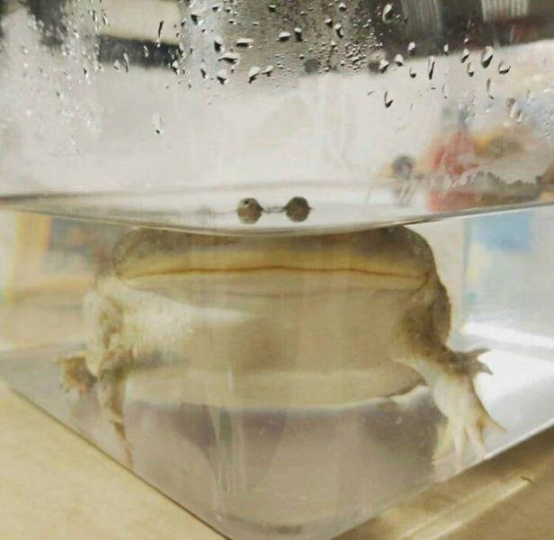 Cute Frogs (48 pics)