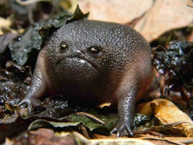 Cute Frogs (48 pics)