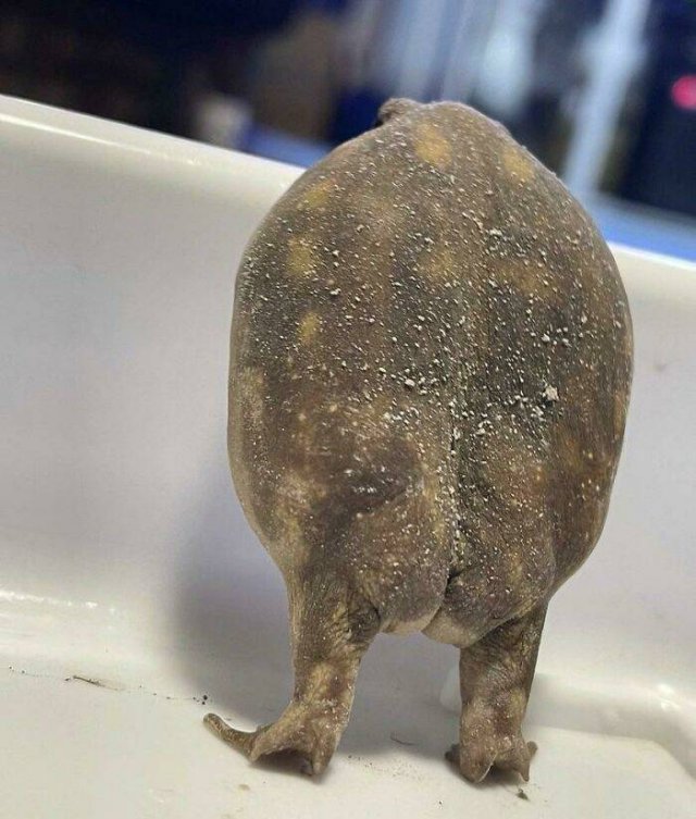 Cute Frogs (48 pics)