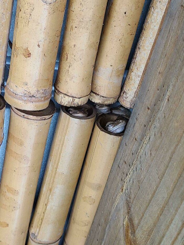 Cute Frogs (48 pics)
