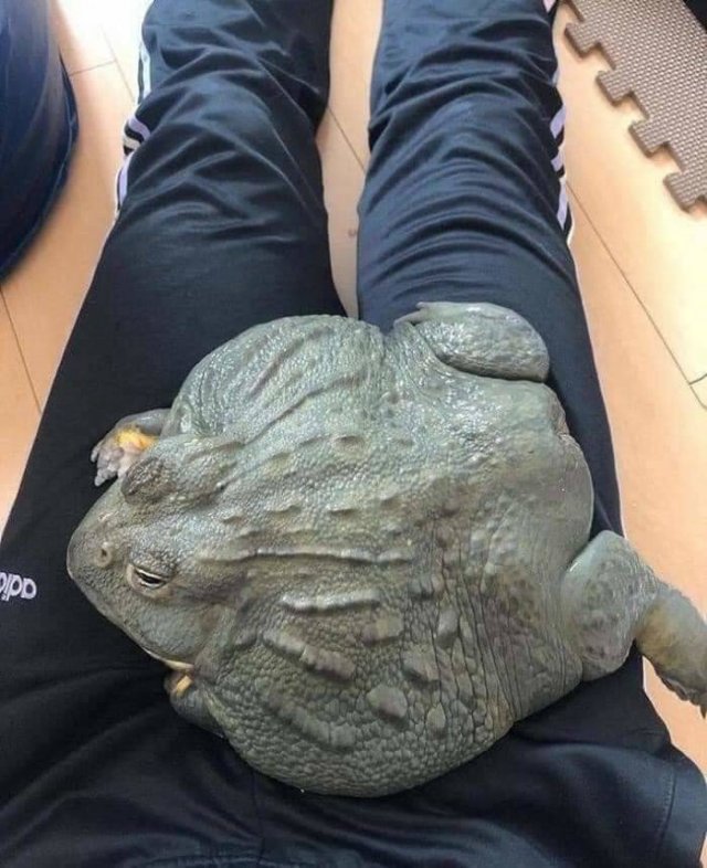 Cute Frogs (48 pics)