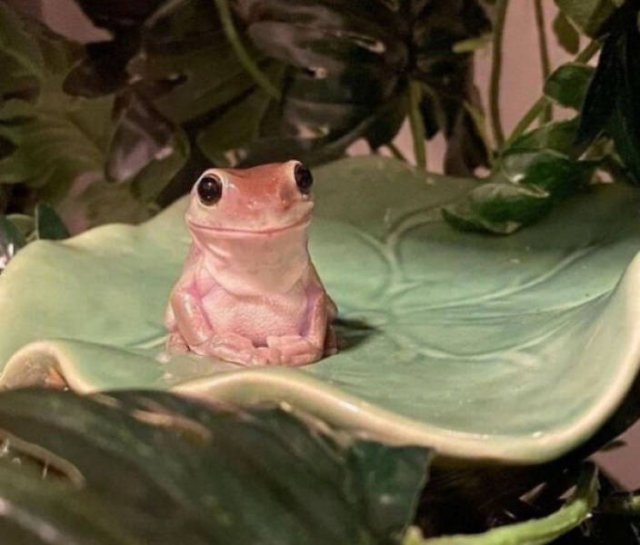 Cute Frogs (48 pics)