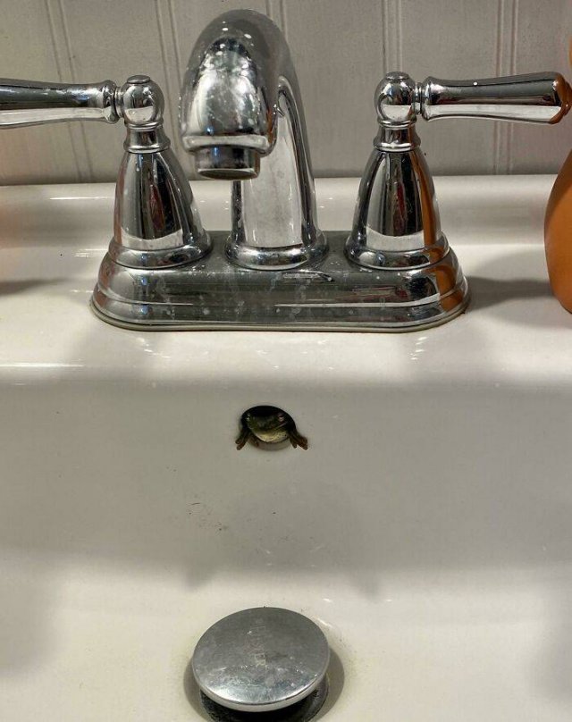 Cute Frogs (48 pics)