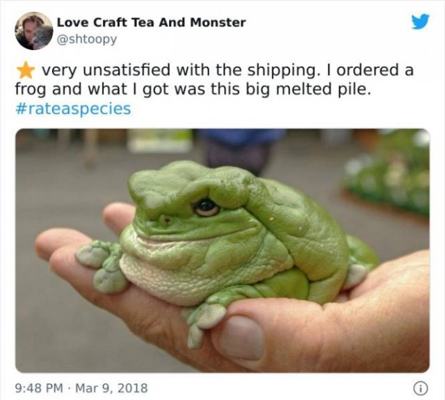 Cute Frogs (48 pics)