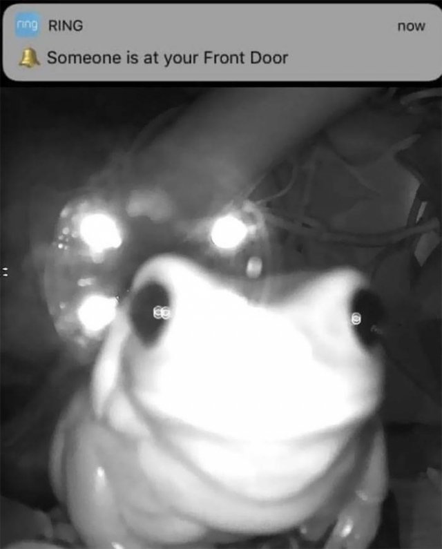 Cute Frogs (48 pics)