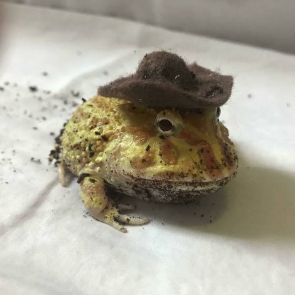 Cute Frogs (48 pics)