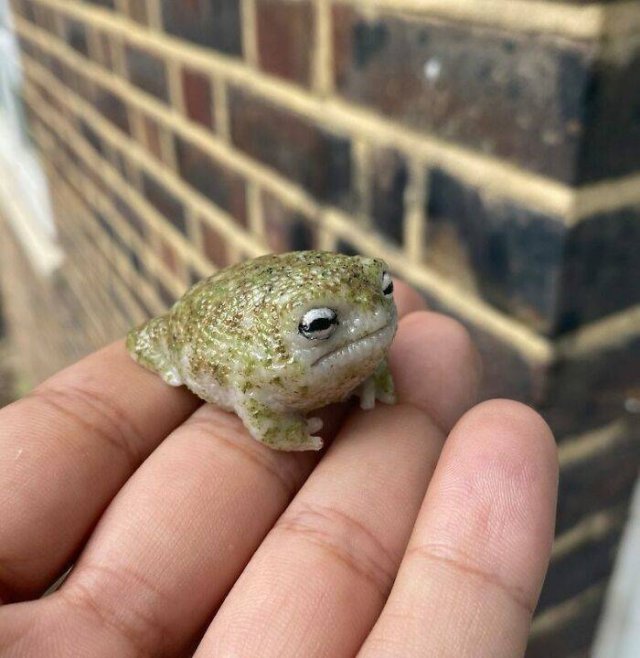 Cute Frogs (48 pics)