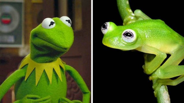 Cute Frogs (48 pics)