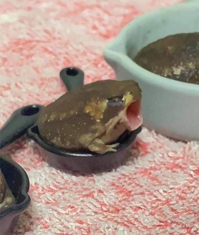 Cute Frogs (48 pics)