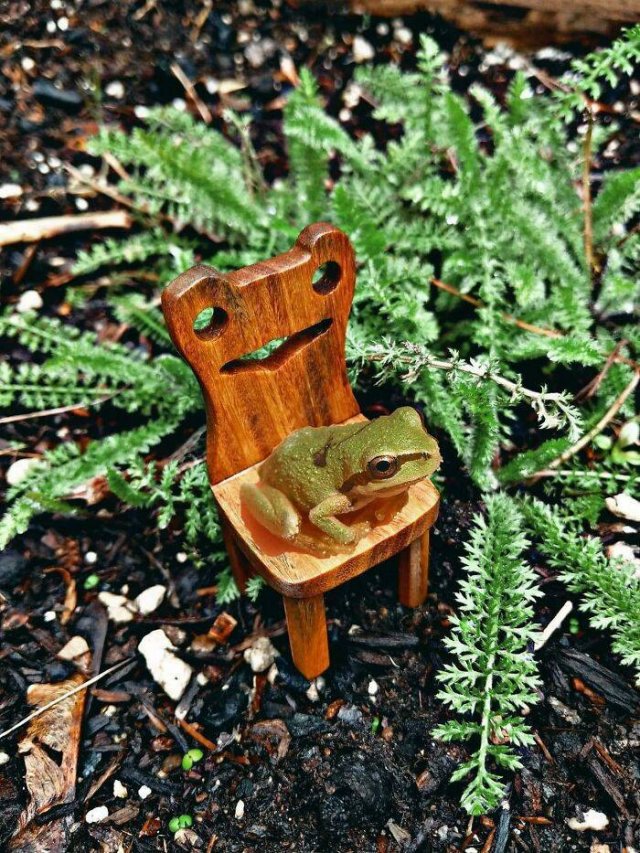 Cute Frogs (48 pics)