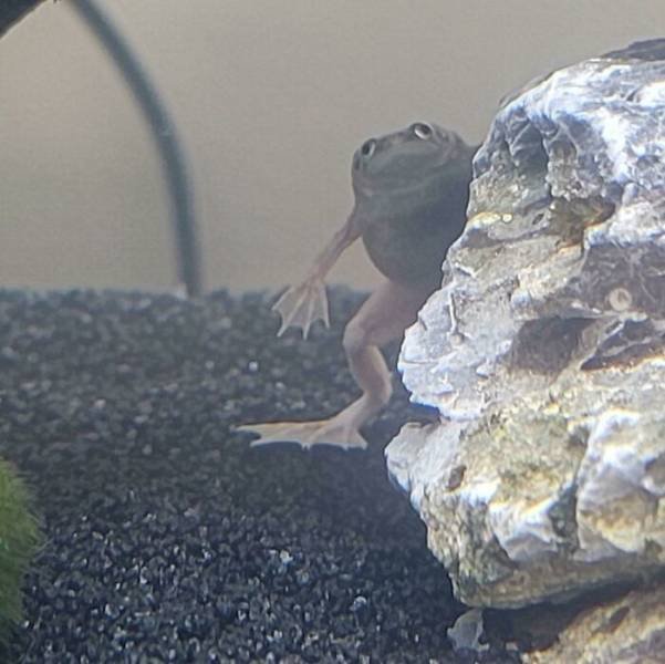 Cute Frogs (48 pics)