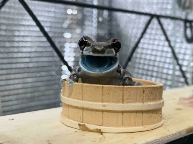 Cute Frogs (48 pics)