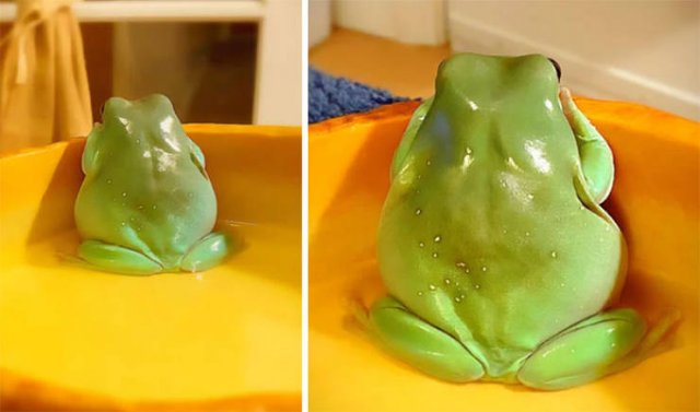 Cute Frogs (48 pics)