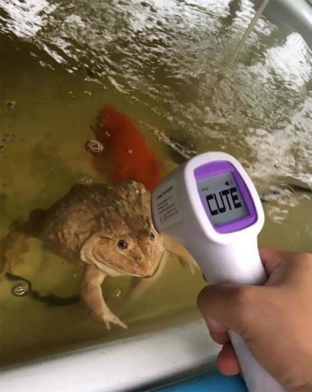 Cute Frogs (48 pics)
