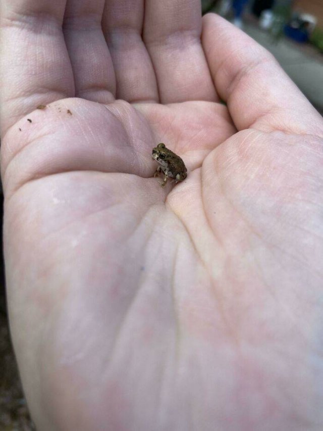 Cute Frogs (48 pics)