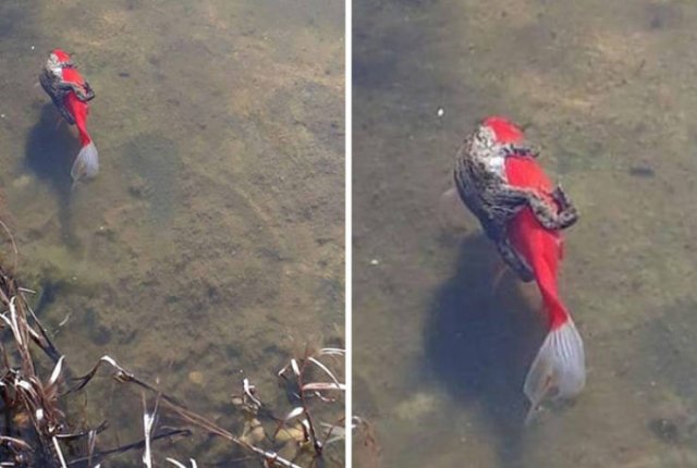 Cute Frogs (48 pics)