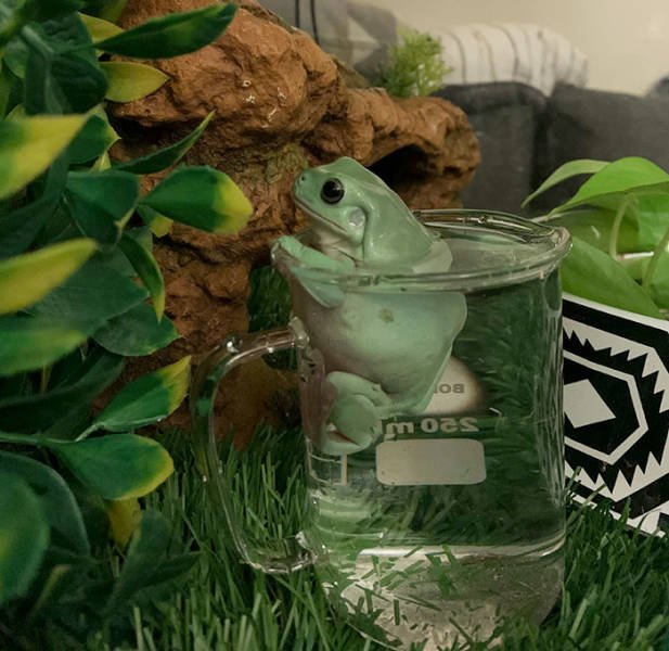 Cute Frogs (48 pics)