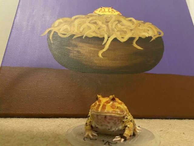 Cute Frogs (48 pics)