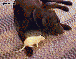 Acid Gifdump, September 23 (25 gifs)