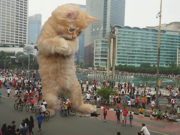 Hilarious Cats (30 pics)